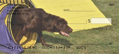 Playful Chocolate Labs