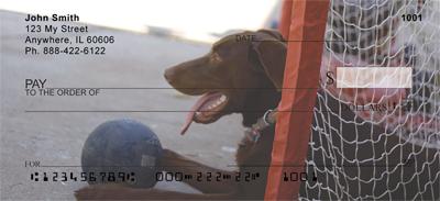 Playful Chocolate Labs