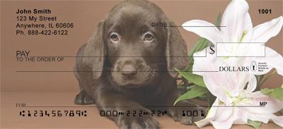 Chocolate Labrador Puppies