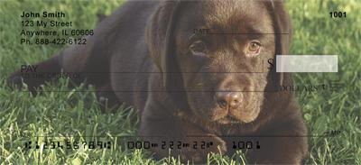 Chocolate Labrador Puppies