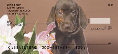 Chocolate Labrador Puppies