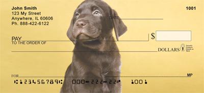 Chocolate Labrador Puppies