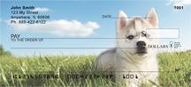 Husky Puppies