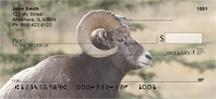 Big Horned Sheep