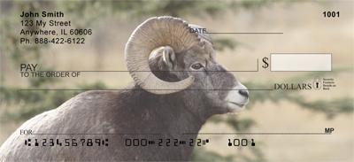Big Horned Sheep
