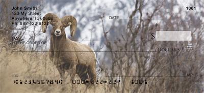 Big Horned Sheep