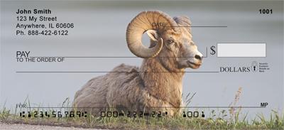 Big Horned Sheep