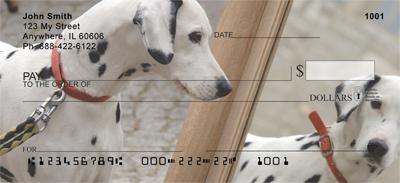 Cute Dalmatians