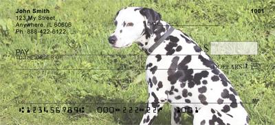 Playful Dalmatians