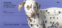 Dalmatian Pup