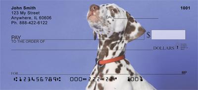 Dalmatian Pup