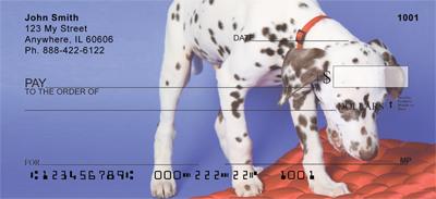 Dalmatian Pup