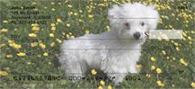 Bichon Frises Outdoors