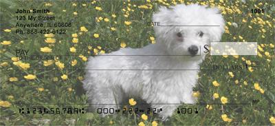 Bichon Frises Outdoors