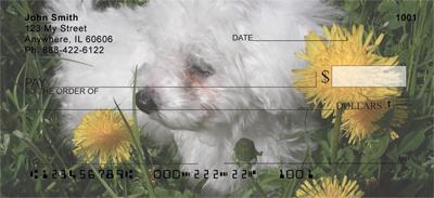 Bichon Frises Outdoors