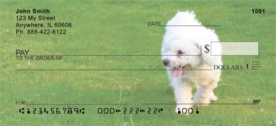 Bichon Frises Outdoors