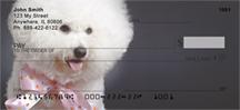 Bichon Frise Portrait