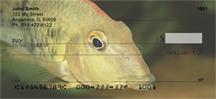 Redhead Cichlid