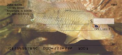 Redhead Cichlid