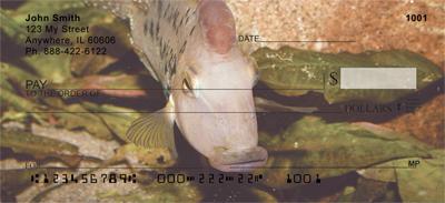 Redhead Cichlid