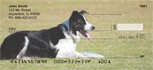 Border Collies At Play