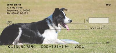Border Collies At Play