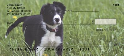 Border Collies At Play
