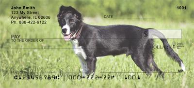 Border Collies At Play