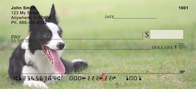 Border Collies At Play