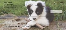 Border Collie Puppies