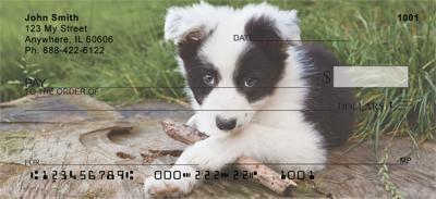 Border Collie Puppies