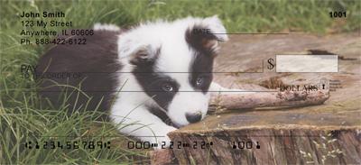 Border Collie Puppies