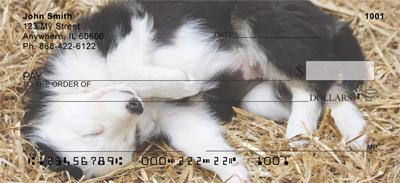 Border Collie Puppies