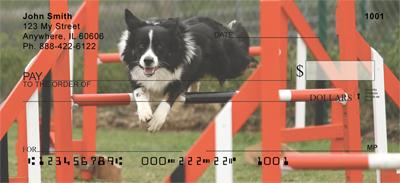 Agile Border Collies