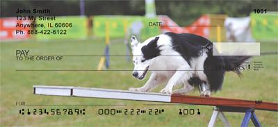 Agile Border Collies