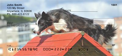 Agile Border Collies