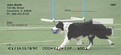 Playful Border Collies