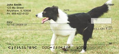 Playful Border Collies