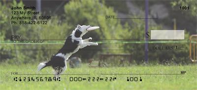 Playful Border Collies