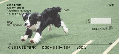 Playful Border Collies