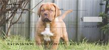 French Mastiff Pups