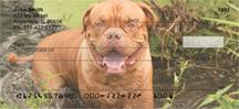 French Mastiff