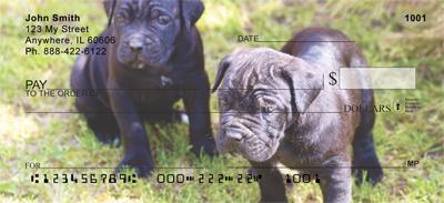 Cane Corso