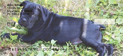 Cane Corso