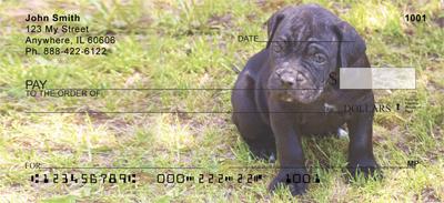 Cane Corso