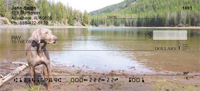 Weimaraner At The Lake