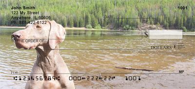 Weimaraner At The Lake
