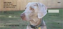 Classic Weimaraners