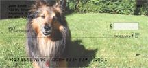 Happy Sheltie