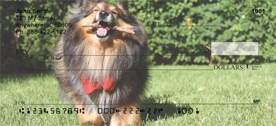 Happy Sheltie